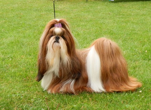 Boys - Ad Acte - Shih-Tzu kennel - Bogumila and Piotr Strzyzewscy ...